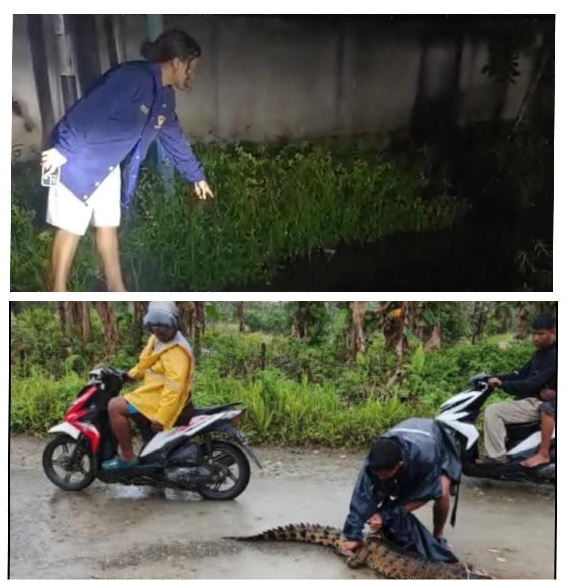 Buaya Muncul di SP 4, Kadistrik Wania Himbau Warga Waspada