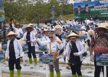 Senator DPD RI Pilih Mimika Jadi Pilot Project Penanaman Jagung Nasional